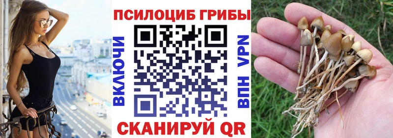 закладка  Старая Купавна  mega сайт  Псилоцибиновые грибы мухоморы 